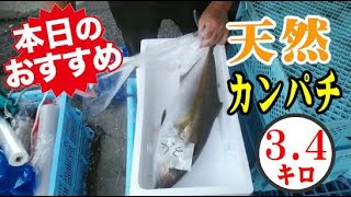 本日のおすすめ！天然カンパチ！3.4キロ！