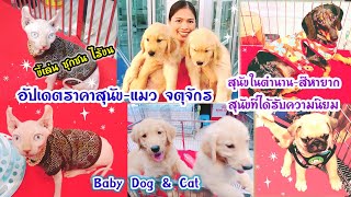 เที่ยวตลาดสัตว์เลี้ยง จตุจักร อัปเดตราคาสุนัข แมว  ร้านBaby Dog \u0026 Cat