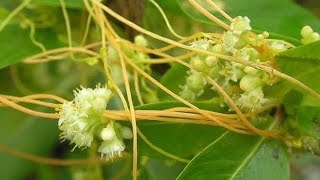 স্বর্ণলতাও জীবন বাচাঁতে পারে || স্বর্ণলতার আর্শ্চায্য কিছু গুণাগুণ