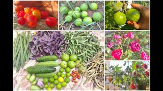 Harvest / శ్రమ,ఖర్చు, ద్రావణాలు, కషాయాలు అవసరం లేని నా మిద్దెతోట విధానం..