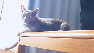 【猫動画】暖かいのが好きな甘えん坊ロシアンブルー【russianbule】A spoiled Russian Blue who likes warmth.