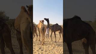 Exploring Camel Endurance: A Test of Strength and Survival