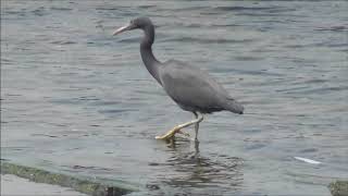 200415野鳥クロサギ一羽六渡寺海岸0 45