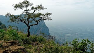 Nelliyampathy Hills, Palakkad🌄🐵🐘🐯⛰️📷🇮🇳 | Throwback video from my Stock photo library