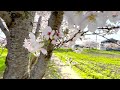 藤原宮跡 菜の花 花園 canola garden 橿原市 奈良県