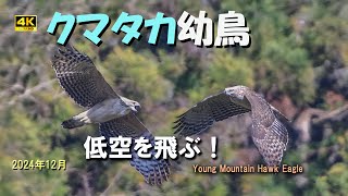 クマタカ幼鳥（低空を飛ぶ！）2024年12月N12-2