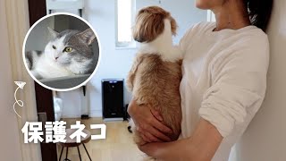 【シーズー】保護ネコが来て9ヶ月目の先住犬の様子｜犬Vlog