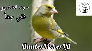 أفضل صوت دمج طائر الخضري-الخضيري (دمج ٣ أصوات). Best Greenfinch Call Mix #birds #greenfinch #nature