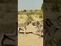 donkeys #animals#jungle #youtubeshorts #shortvideo