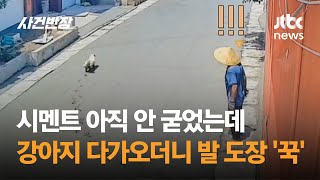시멘트 아직 안 굳었는데…강아지 다가오더니 발 도장 '꾹' #글로벌픽 / JTBC 사건반장