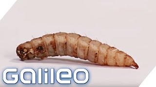 Lecker und Gesund: Kochen mit Insekten | Galileo Lunch Break