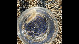 A Scale worm (Polynoidae sp.) Quite the movers out of water but when submerged they really get going