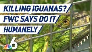 FWC Clarifies Message on Killing Invasive Iguanas