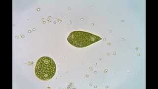 Euglena (crawling and swimming)