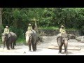 Elephant Show at Singapore Zoo