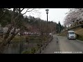 悠久山公園の桜②