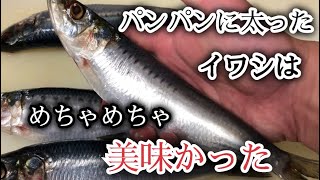 【江戸前】冬になると脂の質が段違い　想像の遥か上をいくイワシの旨味　綺麗に飾り包丁を入れ寿司にしました