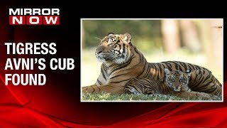 Tigress Avni's male cub spotted by Forest Department