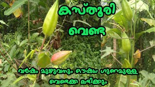 kasthuri venda : ഇതൊരു സാധാരണ വെണ്ടക്കയല്ല,ഇവൻ പുലിയാണ്