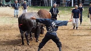 四代小金石vs門兵エ 勝ち負けのない真剣勝負 【小千谷の角突き】2016年お盆場所