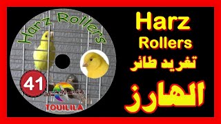 تغريد طائر الهارزCD Chant de Harz Rollers