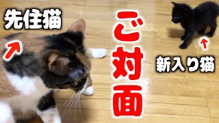 保護した捨て猫と先住猫を初対面させたら予想外の出来事が...