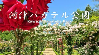 4K NON-STOP Walking in Kawazu Bagatelle Park with roses in full bloom