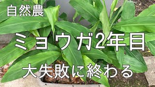 ミョウガのこれまでの成長過程と失敗の記録　簡単と言われるミョウガ栽培が失敗した原因