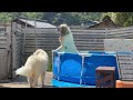 【成長】大きくなった〜と言われると嬉しくてたまらないアシタカくん【great pyrenees】