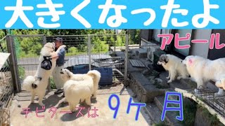 【成長】大きくなった〜と言われると嬉しくてたまらないアシタカくん【Great Pyrenees】