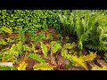 Durham, England - The Botanic Garden, Ferns & Horsetails Typically Grow In Wet Areas