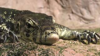 泳ぐミズオオトカゲ (円山動物園) 2018年2月12日