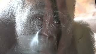 Haoko's insatiable will to patrol the enclosure: Momoko's prebirth｜Gorilla｜UENO ZOO｜ゴリラ｜上野動物園｜S1E037