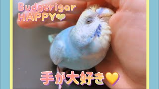 【可愛すぎ】手が大好きな甘えんぼセキセイインコハッピーちゃん💛反抗期はどこへやら…#セキセイインコ#Budgerigar#ベタ慣れ