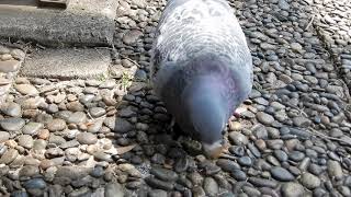 ドバト/Columba livia 05_190327_航空公園