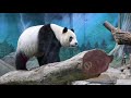 20201221 灰罐綁柱有點難 圓仔挑戰開心玩 giant panda yuan zai