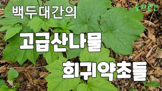 백두대간의 고급산나물과 희귀약초들 한대리곰취.참나물.어수리.지치.큰참나물.세잎승마.나도수정초.등#한대리곰취#참나물#진삼#지리강활#개당귀