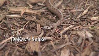Snakes of Fairfax County