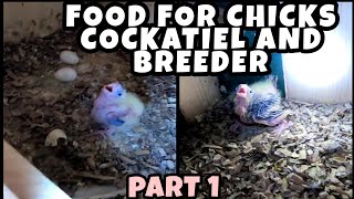 FEEDING COCKATIEL PAIR WITH CHICKS | FOOD FOR HANDFEED COCKATIEL | TIPS FOR FEEDING COCKATIEL