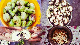 పచ్చి  జీడిపప్పు  cleaning process||how to clean and wash raw cashew||జీడిపప్పు || raw cashew