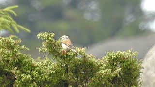 Red-backed Shrike - Tornskate (Lanius collurio)