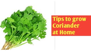 Tips to grow coriander at home| ಮನೆಯಲ್ಲಿ ಕೊತ್ತಂಬರಿ ಸೊಪ್ಪನ್ನು ಬೆಳೆಯುವುದು ಹೇಗೆ?| how to grow coriander