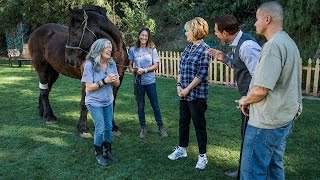 How Horses Help Veterans cope with PTSD