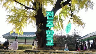 은행나무에 반했어요~ 황금빛이 물든 전주향교4k영상Jeonju Hyanggyo 4K video covered in gold