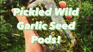 Pickled Wild Garlic Seed Pods - Foraging UK