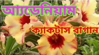 (39নং ভিডিও)ছোট্ট একটা এডেনিয়াম ফুল গাছের বাগান ও বিভিন্ন ধরনের ফুল গাছ কিছু ক্যাকটাস।