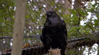 The Raven S Dark Reputation