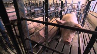 A Pig's Tale - Sows in gestation crates