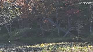 知床五湖でヒグマ親子と遭遇(知床) Encounter with brown bear and child in Shiretoko Goko (Hokkaido)