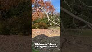 Trees that can walk